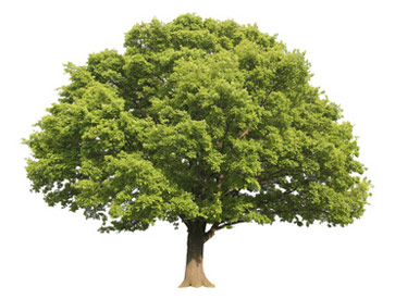 Chauffage au bois et respect de l'environnement